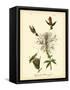Ruff-neck Hummingbird-John James Audubon-Framed Stretched Canvas