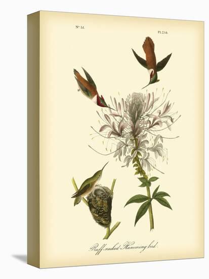 Ruff-neck Hummingbird-John James Audubon-Stretched Canvas