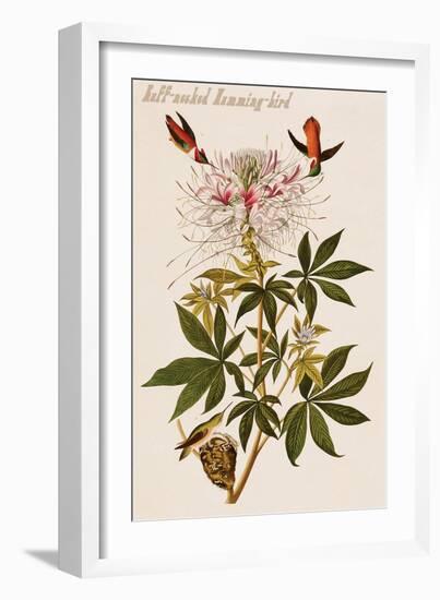 Ruff-Necked Humming-Bird-John James Audubon-Framed Art Print