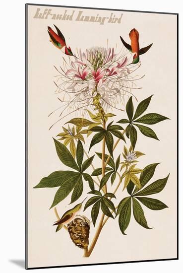 Ruff-Necked Humming-Bird-John James Audubon-Mounted Art Print