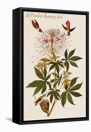 Ruff-Necked Humming-Bird-John James Audubon-Framed Stretched Canvas