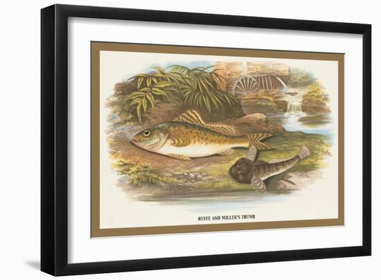 Ruffe and Miller's Thumb-A.f. Lydon-Framed Art Print