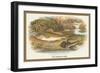 Ruffe and Miller's Thumb-A.f. Lydon-Framed Art Print