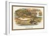 Ruffe and Miller's Thumb-A.f. Lydon-Framed Art Print