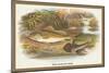 Ruffe and Miller's Thumb-A.f. Lydon-Mounted Art Print
