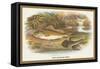 Ruffe and Miller's Thumb-A.f. Lydon-Framed Stretched Canvas