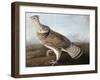 Ruffed Goose, C.1812-John James Audubon-Framed Giclee Print