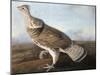 Ruffed Goose, C.1812-John James Audubon-Mounted Giclee Print