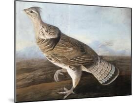 Ruffed Goose, C.1812-John James Audubon-Mounted Giclee Print