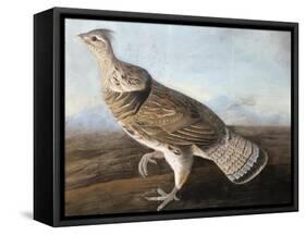 Ruffed Goose, C.1812-John James Audubon-Framed Stretched Canvas