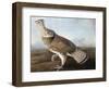 Ruffed Goose, C.1812-John James Audubon-Framed Giclee Print