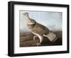 Ruffed Goose, C.1812-John James Audubon-Framed Giclee Print