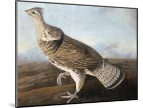 Ruffed Goose, C.1812-John James Audubon-Mounted Giclee Print