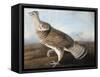 Ruffed Goose, C.1812-John James Audubon-Framed Stretched Canvas