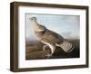 Ruffed Goose, Circa 1812-John James Audubon-Framed Giclee Print