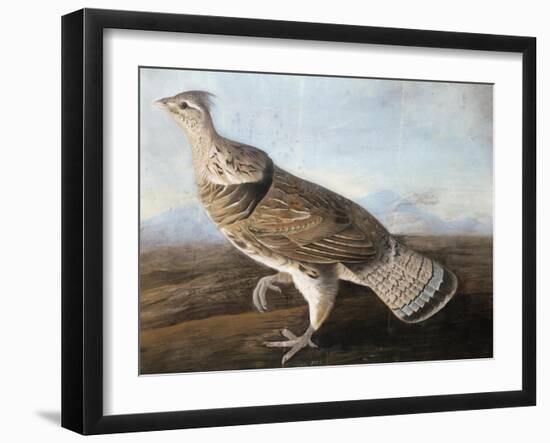 Ruffed Goose, Circa 1812-John James Audubon-Framed Giclee Print