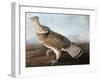 Ruffed Goose, Circa 1812-John James Audubon-Framed Giclee Print