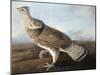 Ruffed Goose, Circa 1812-John James Audubon-Mounted Giclee Print