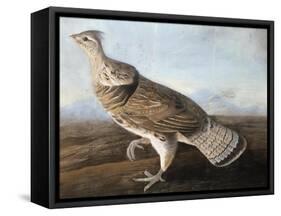 Ruffed Goose, Circa 1812-John James Audubon-Framed Stretched Canvas