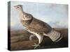 Ruffed Goose, Circa 1812-John James Audubon-Stretched Canvas
