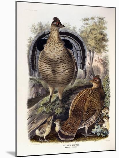 Ruffed Grouse, 1865-Daniel Girard Elliot-Mounted Giclee Print