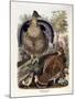 Ruffed Grouse, 1865-Daniel Girard Elliot-Mounted Giclee Print