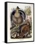 Ruffed Grouse, 1865-Daniel Girard Elliot-Framed Stretched Canvas