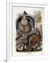 Ruffed Grouse, 1865-Daniel Girard Elliot-Framed Giclee Print