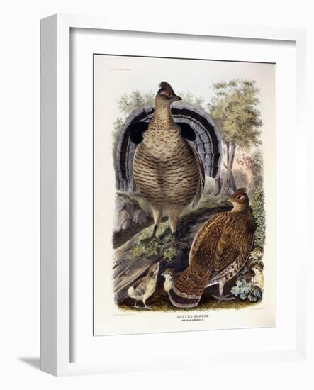 Ruffed Grouse, 1865-Daniel Girard Elliot-Framed Giclee Print