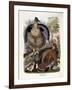 Ruffed Grouse, 1865-Daniel Girard Elliot-Framed Giclee Print