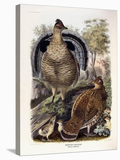 Ruffed Grouse, 1865-Daniel Girard Elliot-Stretched Canvas