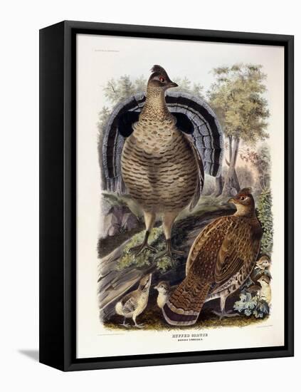 Ruffed Grouse, 1865-Daniel Girard Elliot-Framed Stretched Canvas