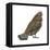 Ruffed Grouse (Bonasa Umbellus), Birds-Encyclopaedia Britannica-Framed Stretched Canvas
