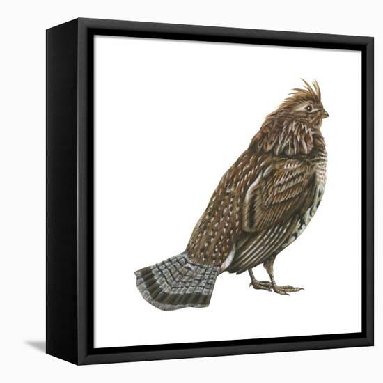 Ruffed Grouse (Bonasa Umbellus), Birds-Encyclopaedia Britannica-Framed Stretched Canvas