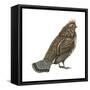 Ruffed Grouse (Bonasa Umbellus), Birds-Encyclopaedia Britannica-Framed Stretched Canvas