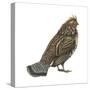 Ruffed Grouse (Bonasa Umbellus), Birds-Encyclopaedia Britannica-Stretched Canvas