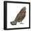 Ruffed Grouse (Bonasa Umbellus), Birds-Encyclopaedia Britannica-Framed Poster
