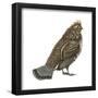 Ruffed Grouse (Bonasa Umbellus), Birds-Encyclopaedia Britannica-Framed Poster