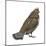 Ruffed Grouse (Bonasa Umbellus), Birds-Encyclopaedia Britannica-Mounted Poster