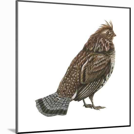 Ruffed Grouse (Bonasa Umbellus), Birds-Encyclopaedia Britannica-Mounted Poster