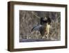 Ruffed Grouse (Bonasa Umbellus) Displaying Neck-Gerrit Vyn-Framed Photographic Print