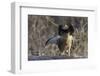 Ruffed Grouse (Bonasa Umbellus) Displaying Neck-Gerrit Vyn-Framed Photographic Print