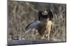 Ruffed Grouse (Bonasa Umbellus) Displaying Neck-Gerrit Vyn-Mounted Photographic Print