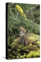 Ruffed Grouse Drumming (Spring Mating-Territorial Display)-null-Stretched Canvas