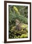 Ruffed Grouse Drumming (Spring Mating-Territorial Display)-null-Framed Photographic Print