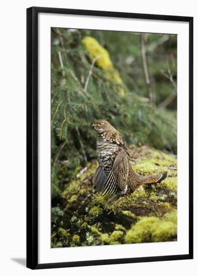 Ruffed Grouse Drumming (Spring Mating-Territorial Display)-null-Framed Photographic Print