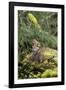 Ruffed Grouse Drumming (Spring Mating-Territorial Display)-null-Framed Photographic Print