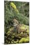Ruffed Grouse Drumming (Spring Mating-Territorial Display)-null-Mounted Photographic Print