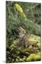 Ruffed Grouse Drumming (Spring Mating-Territorial Display)-null-Mounted Photographic Print