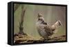 Ruffed Grouse Male Engaged in Courtship Display-null-Framed Stretched Canvas